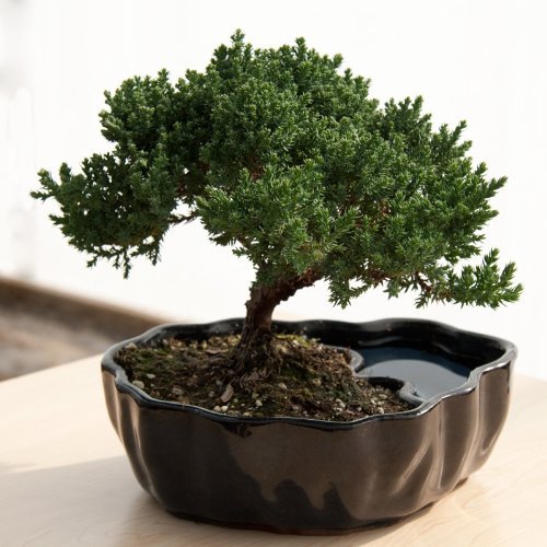 amigo invisible bonsai