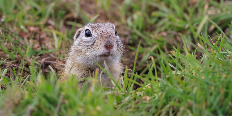 día de la marmota salir de la rutina