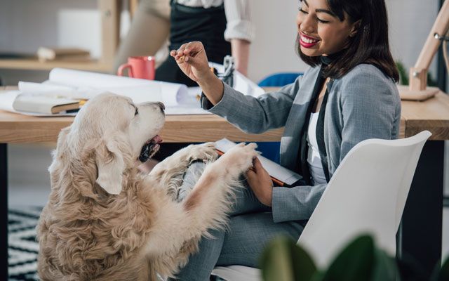 tu perro te hará compañía